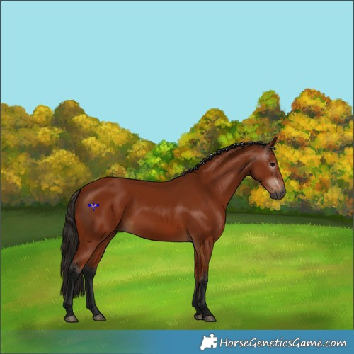 Horse Color:Gray Bay 