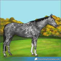 Horse Color:Gray Black Ice Tobiano 