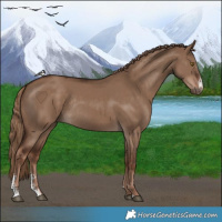 Horse Color:Liver Red Dun Sabino Rabicano 