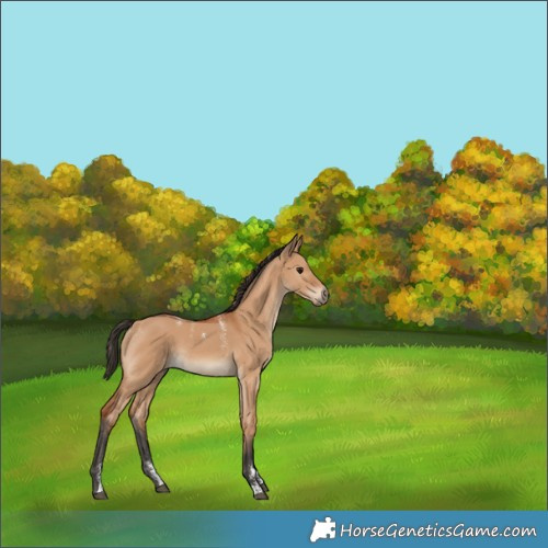 Horse Color:Powder White Bay Dun Rabicano 