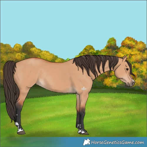 Horse Color:Bay Dun Rabicano 