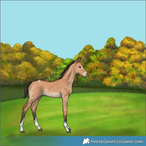 Horse Color:Bay Dun Tobiano Rabicano 