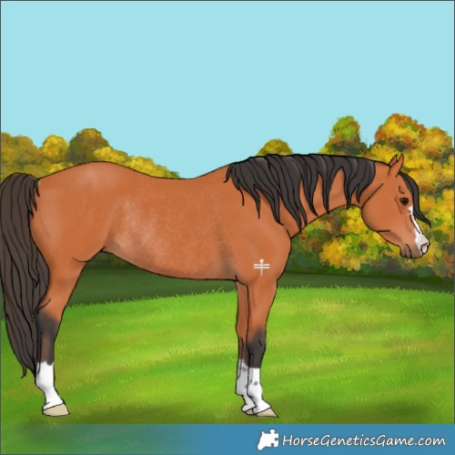 Horse Color:Bay Rabicano 
