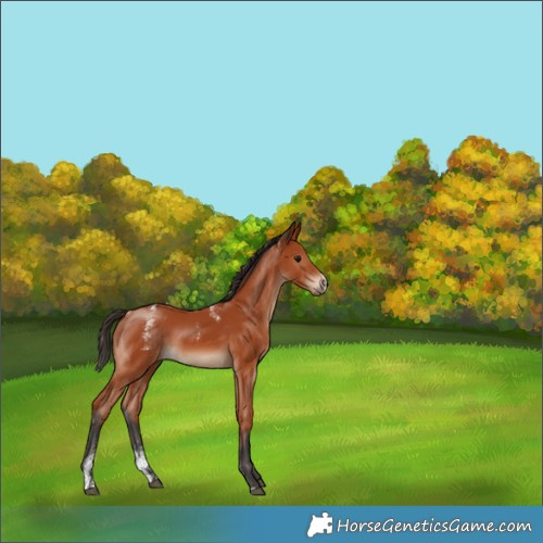 Horse Color:Powder White Bay Rabicano 