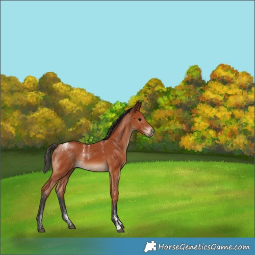 Horse Color:Powder White Bay Rabicano 
