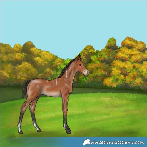 Horse Color:Powder White Bay Rabicano 