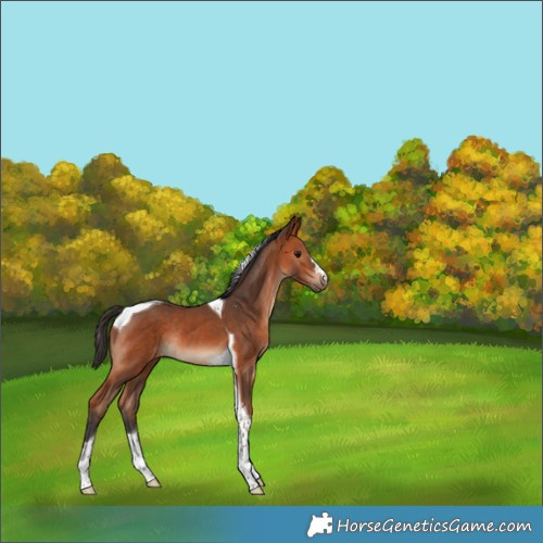 Horse Color:Bay Tobiano Rabicano 