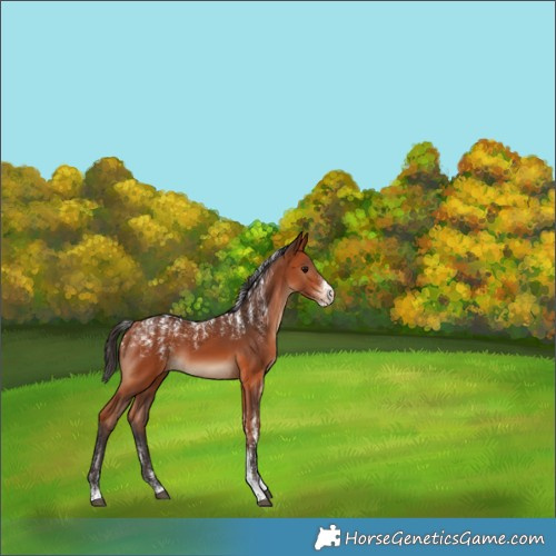 Horse Color:Powder White Bay Rabicano 