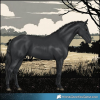 Horse Color:Black 