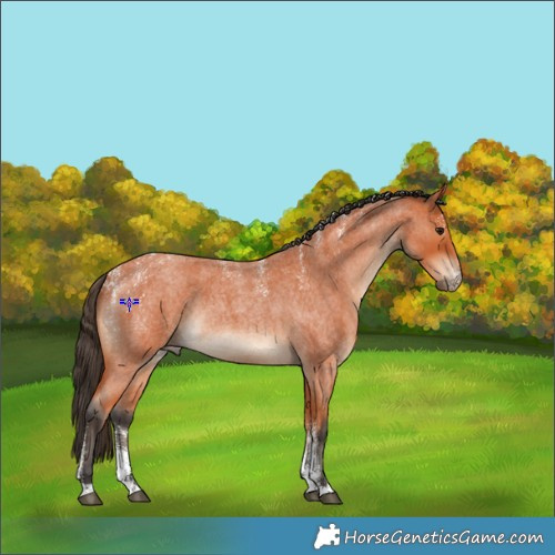 Horse Color:Powder White Bay Roan Rabicano 