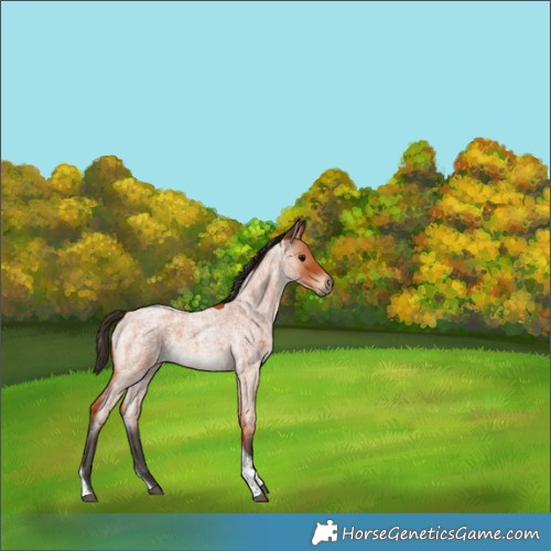 Horse Color:Bay Roan Tobiano Rabicano 