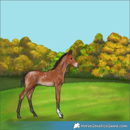 Horse Color:Powder White Bay Sabino Rabicano 