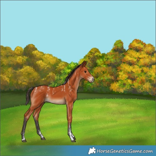 Horse Color:Powder White Bay Rabicano 