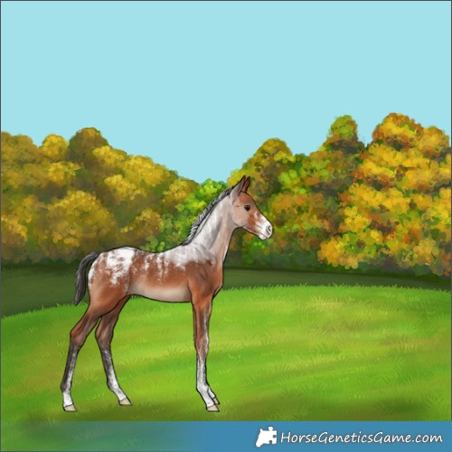 Horse Color:Powder White Bay Rabicano 