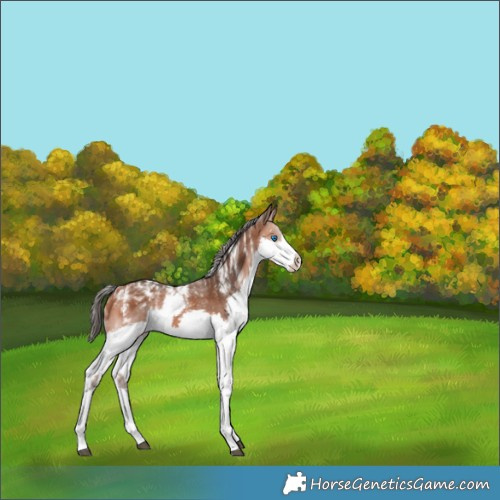 Horse Color:Powder White Bay Splash Frame Rabicano 