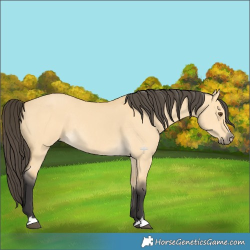 Horse Color:Buckskin Dun Rabicano 
