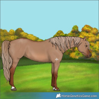 Horse Color:Red Dun 