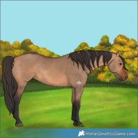 Horse Color:Bay Dun Rabicano 
