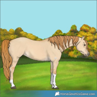 Horse Color:Red Dun Tobiano 