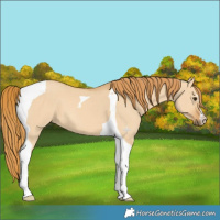 Horse Color:Red Dun Tobiano 