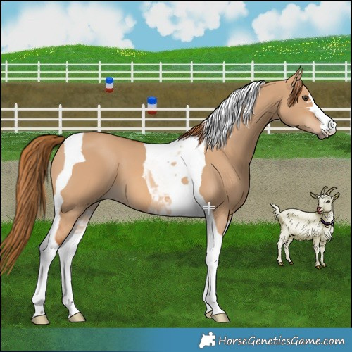Horse Color:Red Dun Tobiano 