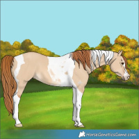 Horse Color:Red Dun Tobiano 