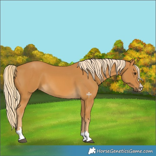 Horse Color:Palomino 