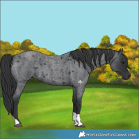 Horse Color:Blue Roan Tobiano 