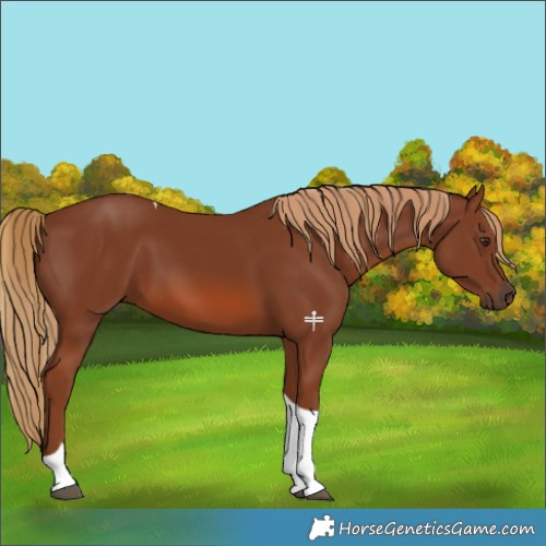Horse Color:Chestnut Tobiano 