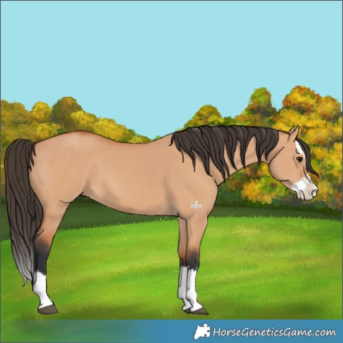 Horse Color:Bay Dun Splash 