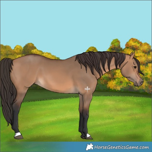 Horse Color:Bay Dun 