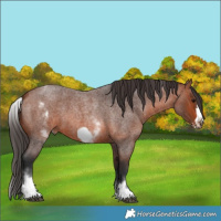 Horse Color:White Spotted Bay Roan Frame 