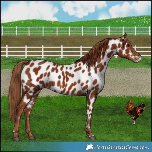 Horse Color:Chestnut Near Leopard 