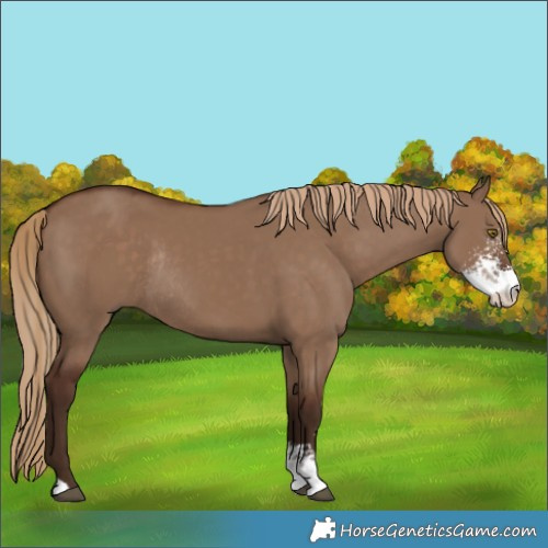Horse Color:Liver Red Dun Sabino Rabicano 