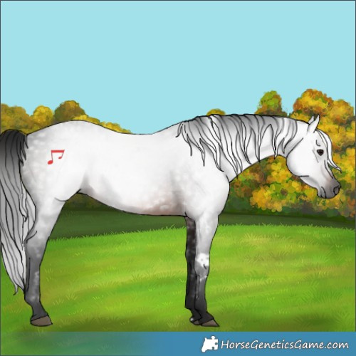 Horse Color:Gray White Spotted Brown 
