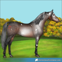 Horse Color:Gray White Spotted Brown 