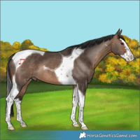 Horse Color:Brown Dun Splash Tobiano