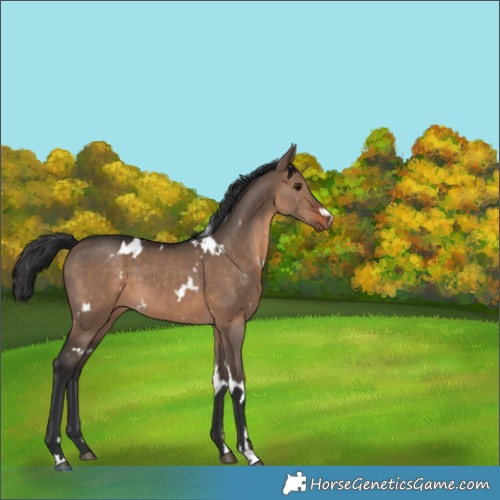 Horse Color:White Spotted Brown Dun 