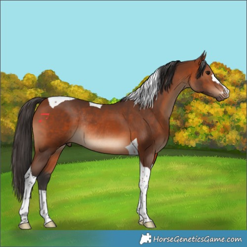 Horse Color:Bay Tobiano Rabicano 