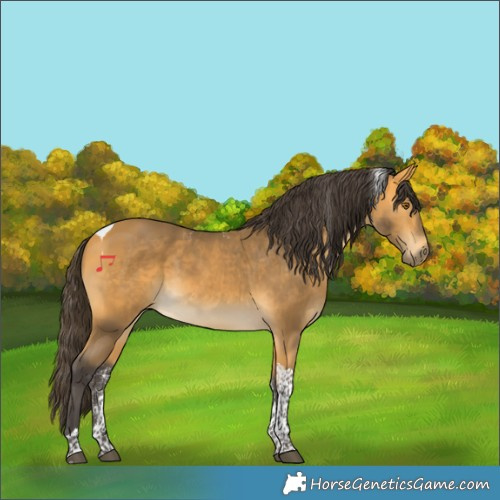 Horse Color:Powder White Buckskin Tobiano Rabicano 