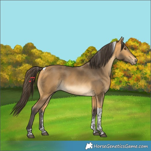 Horse Color:Powder White Buckskin Tobiano Rabicano 