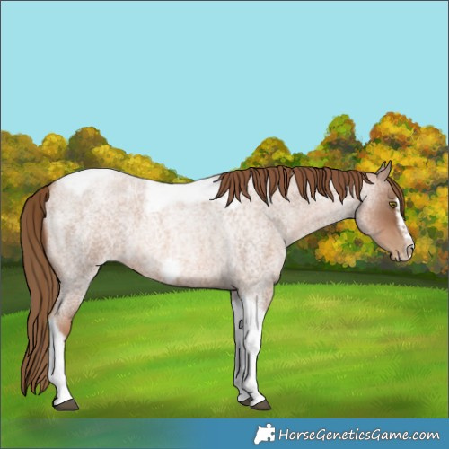 Horse Color:Liver Red Roan Pearl Tobiano Frame 