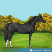 Horse Color:Black Tobiano Rabicano 