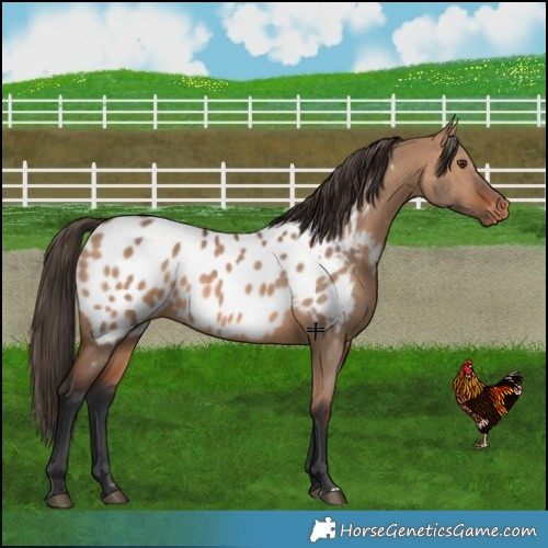 Horse Color:Bay Dun Near Leopard 