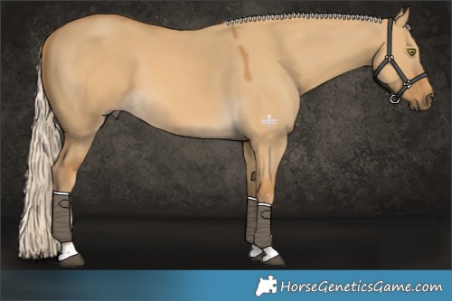 Horse Color:Palomino Dun 