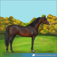 Horse Color:Brown Splash 