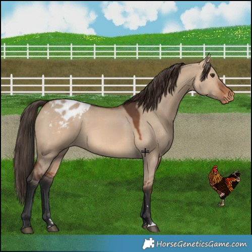 Horse Color:Bay Dun Appaloosa 