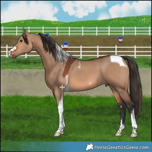 Horse Color:Bay Dun Tobiano 