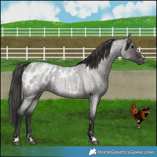 Horse Color:Grullo Roan Appaloosa 