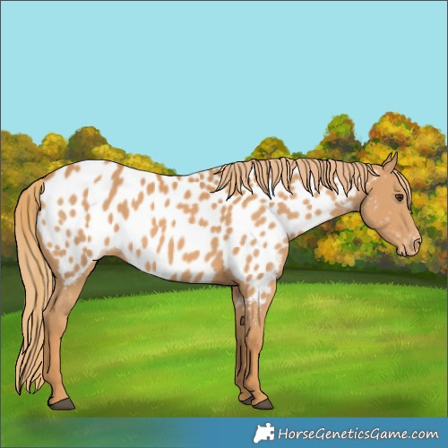 Horse Color:Chestnut Appaloosa 